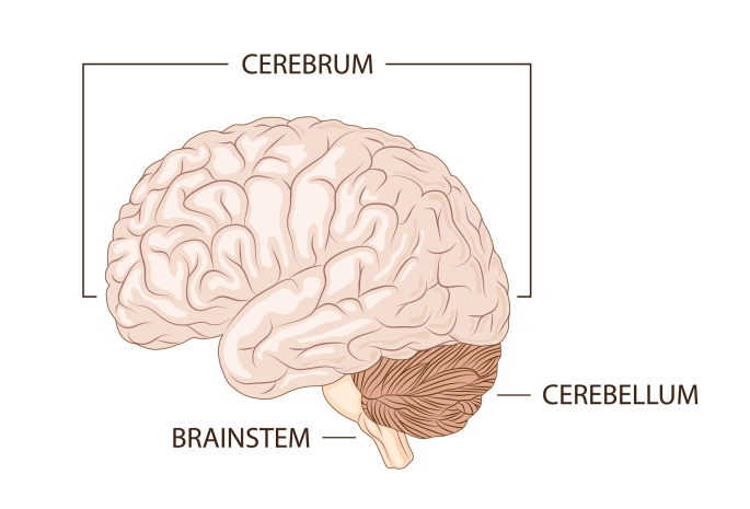ساختار مغز